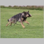 Dingo - pfeilschnell.JPG